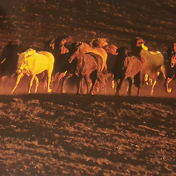 HORSES CUBE BOOK EXCELLENT CONDITION - Picture 8 of 12